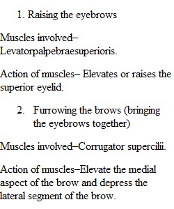 Axial Muscle I Assignment